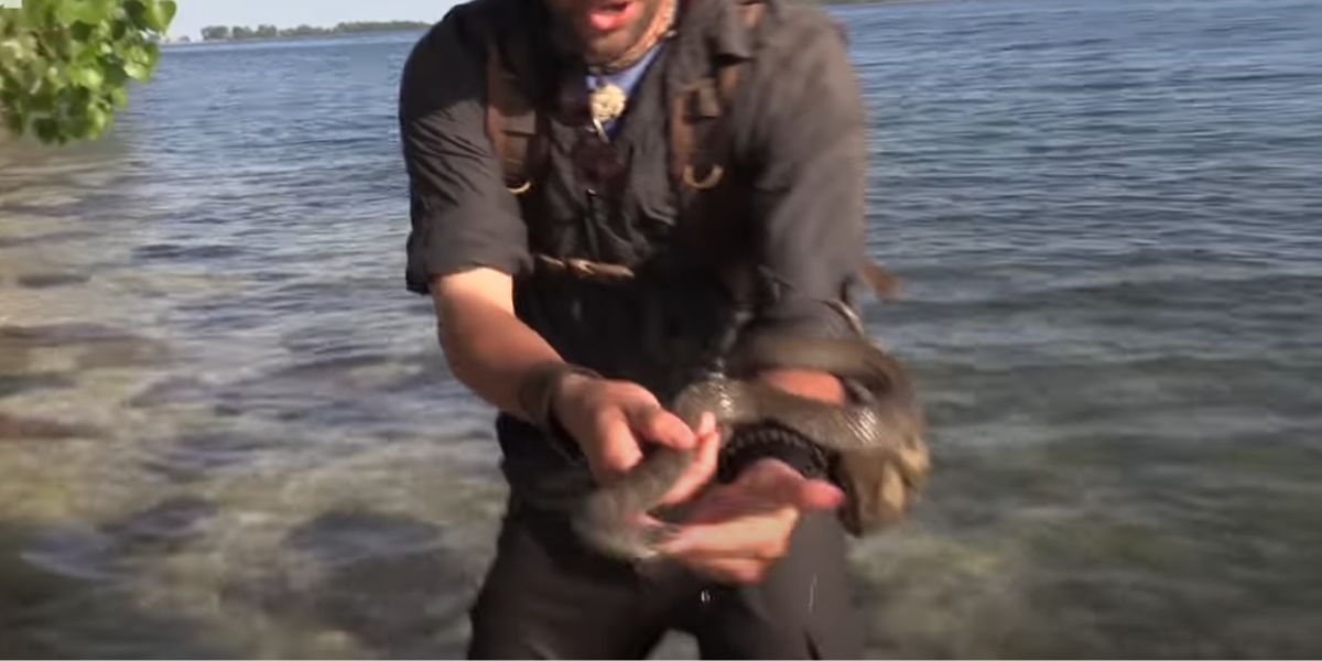 Cobra morde especialista em vida selvagem na Ilha das Cobras de Ohio