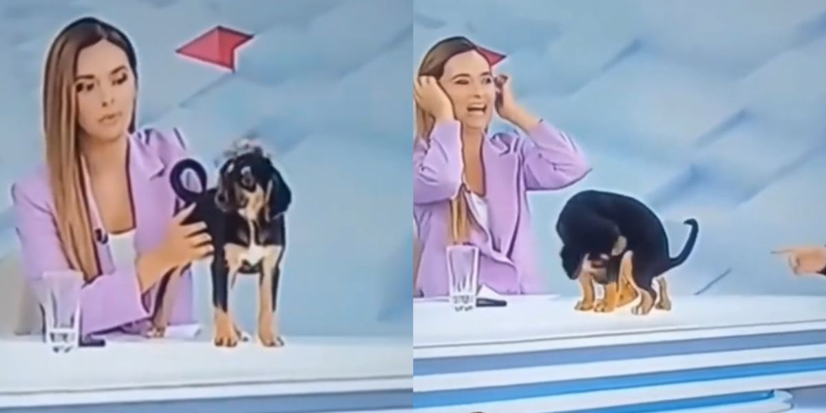 Cachorro faz cocô em programa ao vivo da TV boliviana e deixa apresentadora chocada