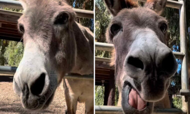 Burro que "inspirou" personagem do "Shrek" morre e deixa internautas de coração partido