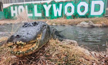 Morris. Facebook @ColoradoGatorFarm