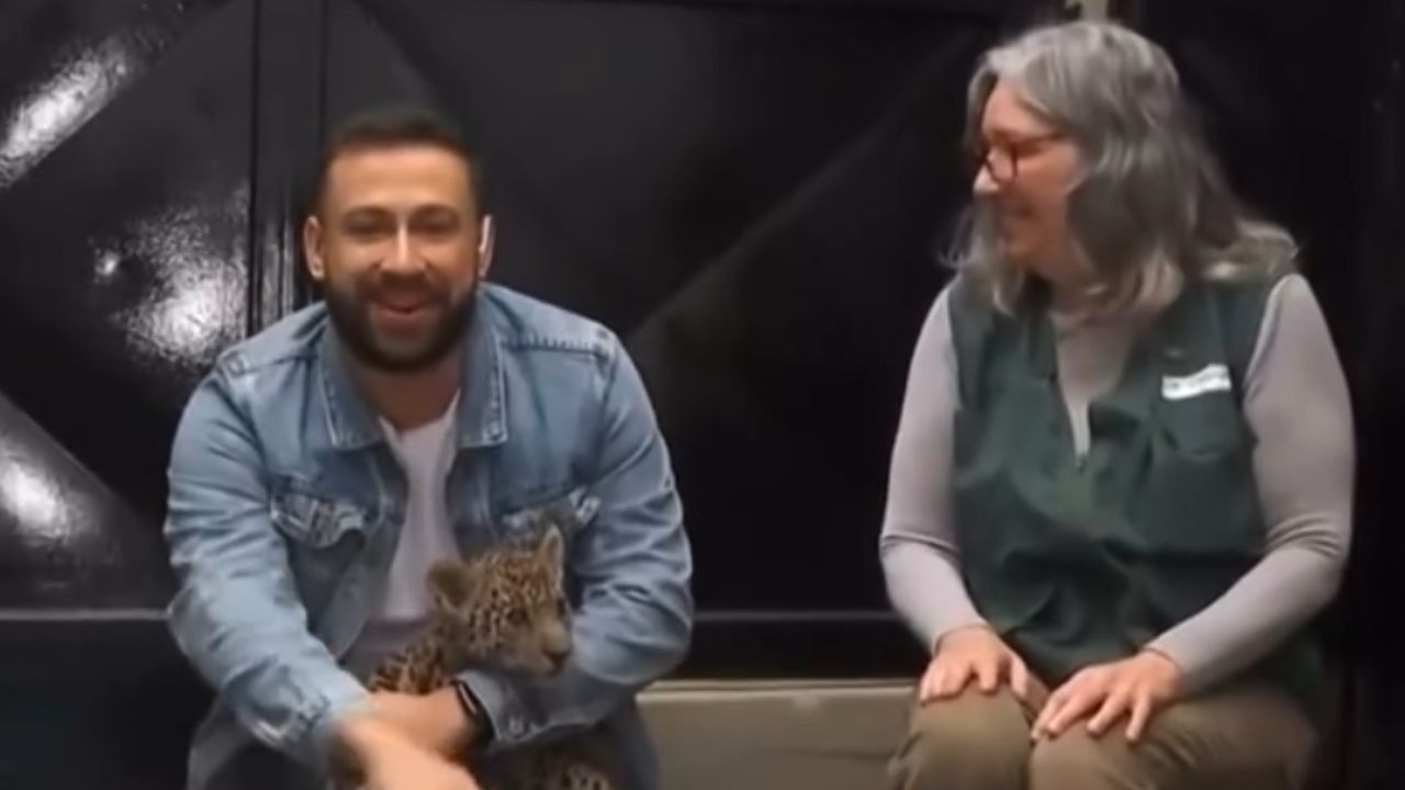 Un journaliste brésilien ‘attaqué’ en direct par un bébé jaguar et sa réaction amuse les internautes
