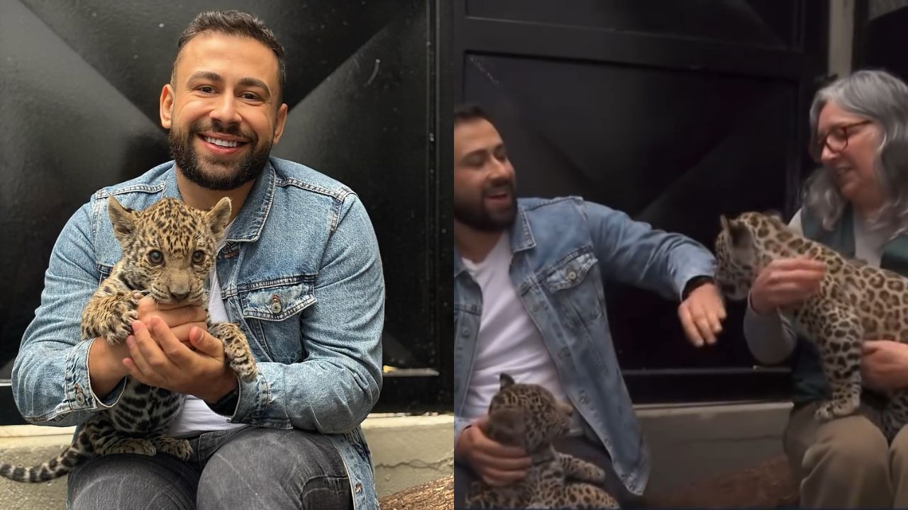 Un journaliste brésilien ‘attaqué’ en direct par un bébé jaguar et sa réaction amuse les internautes