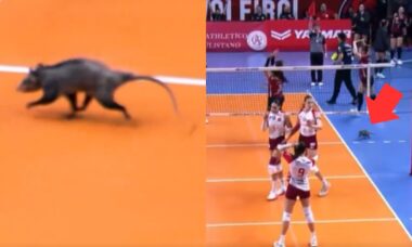 Gambá invade quadra e tumultua transmissão ao vivo de jogo de vôlei no Brasil
